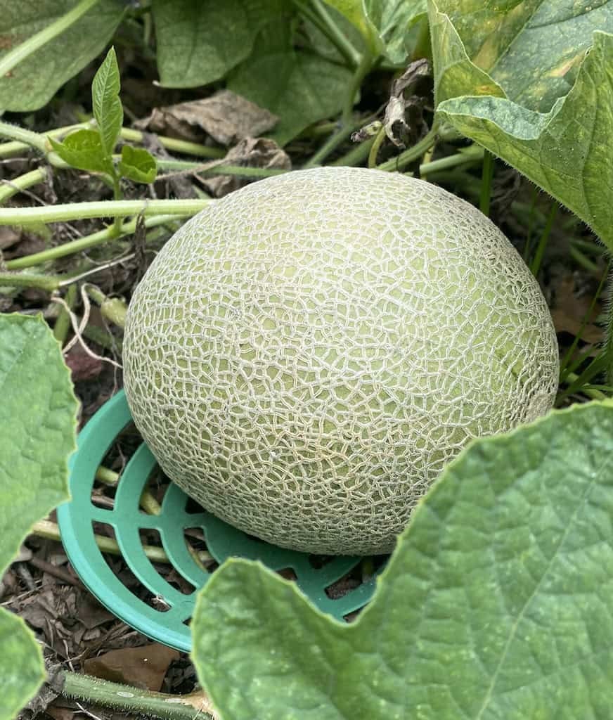 cantaloupe 